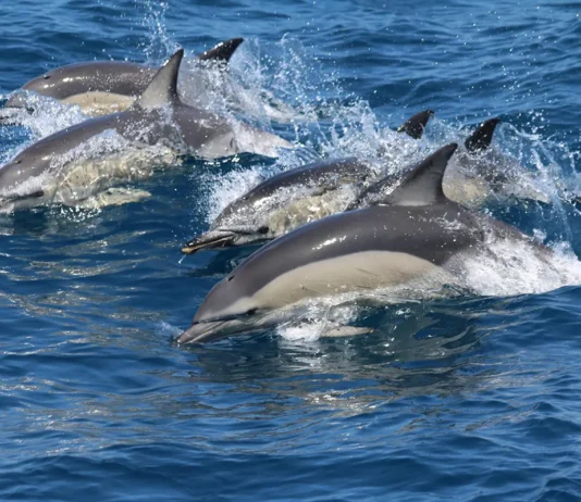 Whale Watching in Andalusien: Nachhaltig Wale beobachten