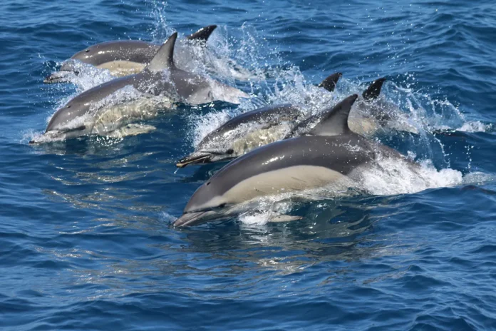 firmm-delfin Whale Watching in Andalusien: Nachhaltig Wale beobachten