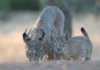 Der Iberische Luchs in Andalusien Iberischer Luchs: Die spektakuläre Rückkehr einer Raubkatze