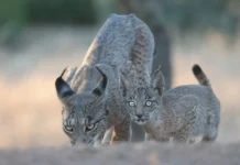 Der Iberische Luchs in Andalusien Iberischer Luchs: Die spektakuläre Rückkehr einer Raubkatze