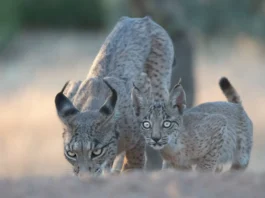 Iberischer Luchs: Die spektakuläre Rückkehr einer Raubkatze