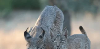 Iberischer Luchs: Die spektakuläre Rückkehr einer Raubkatze