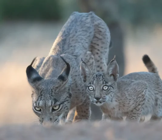 Iberischer Luchs: Die spektakuläre Rückkehr einer Raubkatze