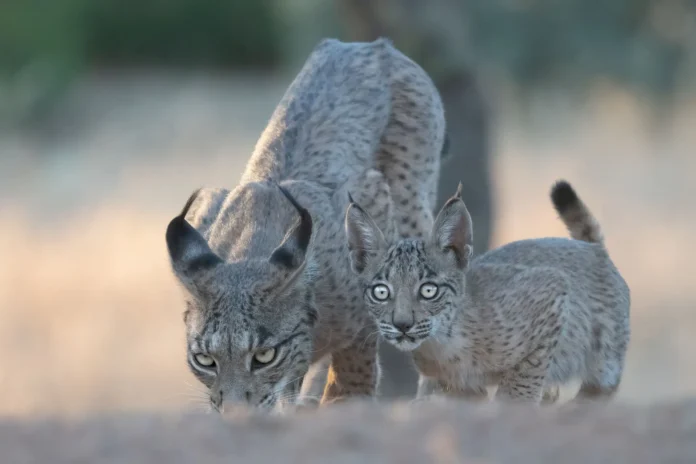iberischerluchs1 Iberischer Luchs: Die spektakuläre Rückkehr einer Raubkatze