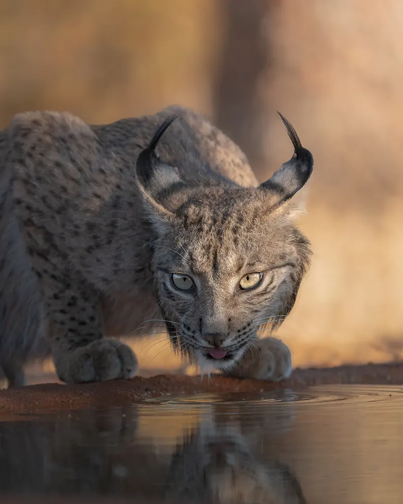 Der Iberische Luchs in Andalusien Iberischer Luchs: Die spektakuläre Rückkehr einer Raubkatze