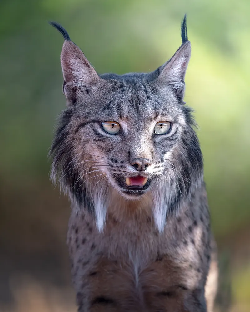 Der Iberische Luchs in Andalusien Iberischer Luchs: Die spektakuläre Rückkehr einer Raubkatze