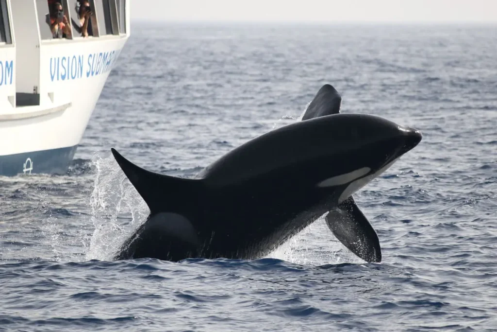 Whale Watching – wie die boomende Tourismusattraktion schützen und zeitgleich zerstören kann Whale Watching in Andalusien: Nachhaltig Wale beobachten
