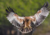 Andalusien beheimatet einen der seltensten Greifvögel Europas Iberienadler in Andalusien