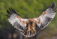 Iberienadler in Andalusien