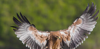 Iberienadler in Andalusien
