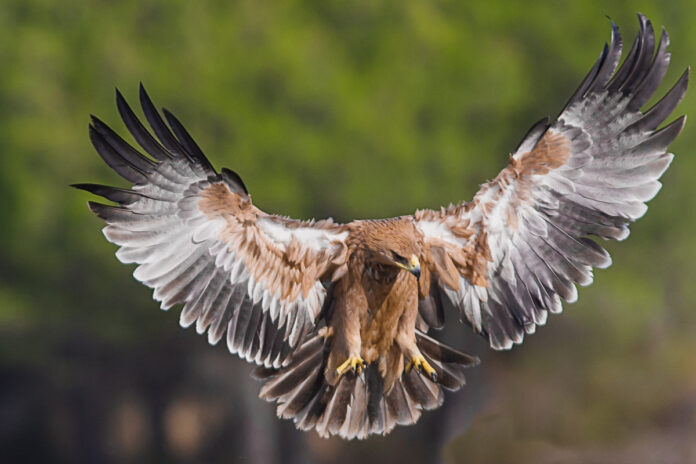 Iberienadler in Andalusien Iberienadler in Andalusien